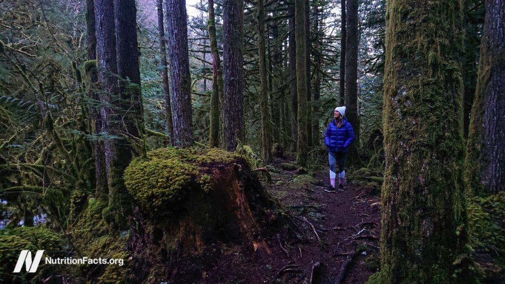 How Is Natural Killer Cell Function Boosted by Forest Bathing? How Is Natural Killer Cell Function Boosted by Forest Bathing?