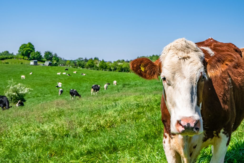 U.S. Halts Animal Imports From Mexico As Flesh-Eating New World Screwworm Sparks Alarm