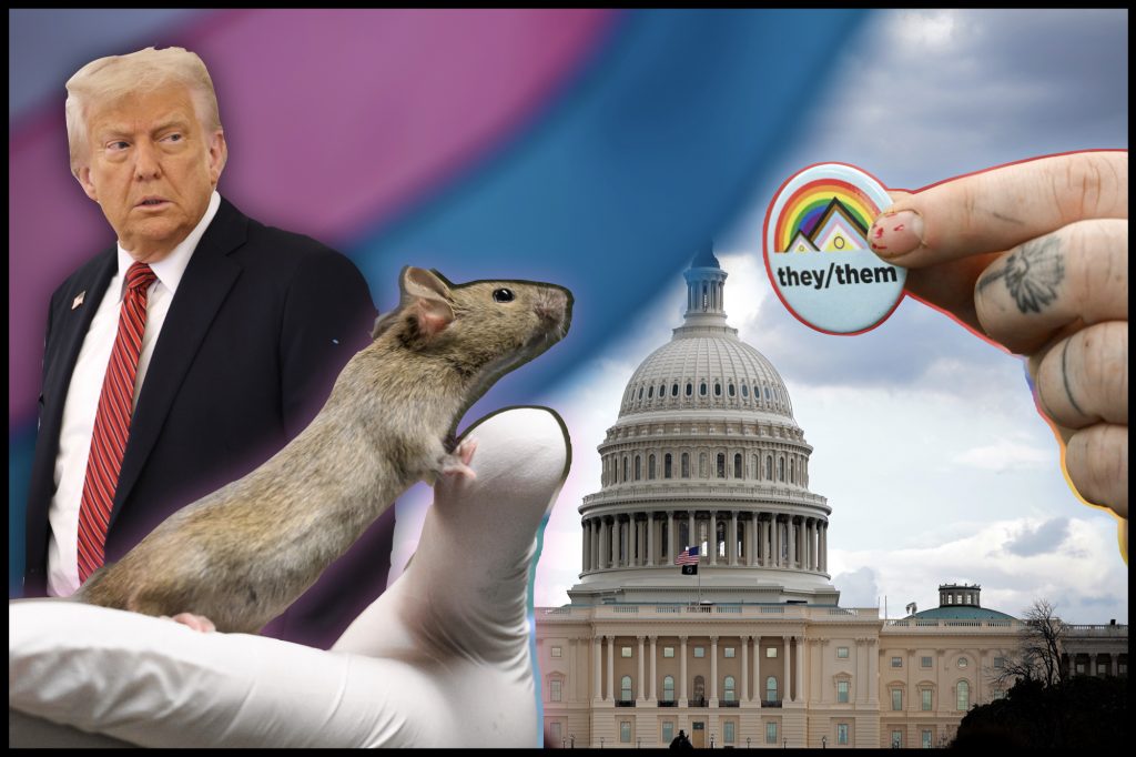 Trump Pushes Debunked Theory of ‘Transgender Mice’ as He Thanks Musk for His ‘Service’ Trump Pushes Debunked Theory of ‘Transgender Mice’ as He Thanks Musk for His ‘Service’