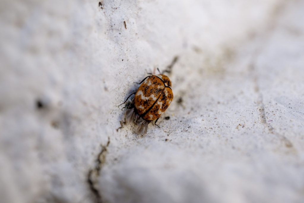 Bubonic Plague Detected In Tahoe Bubonic Plague Detected In Tahoe