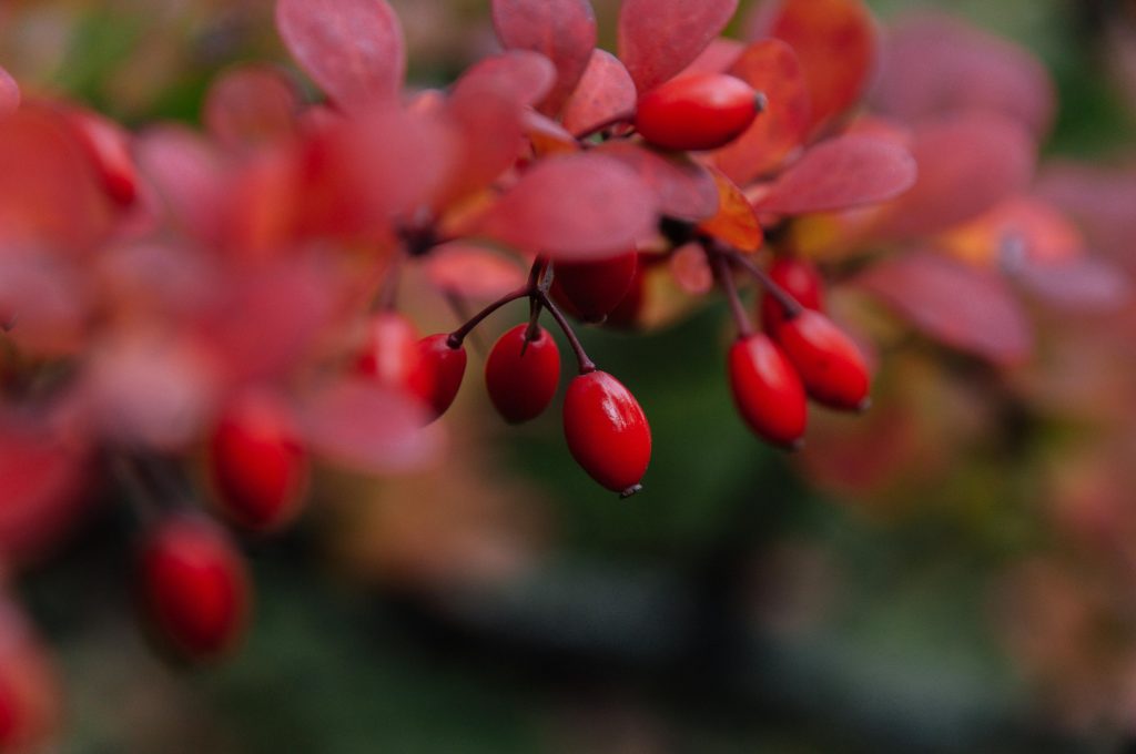 Does Berberine Help With Weight Loss? Benefits, Side Effects, and What You Need to Know Does Berberine Help With Weight Loss? Benefits, Side Effects, and What You Need to Know