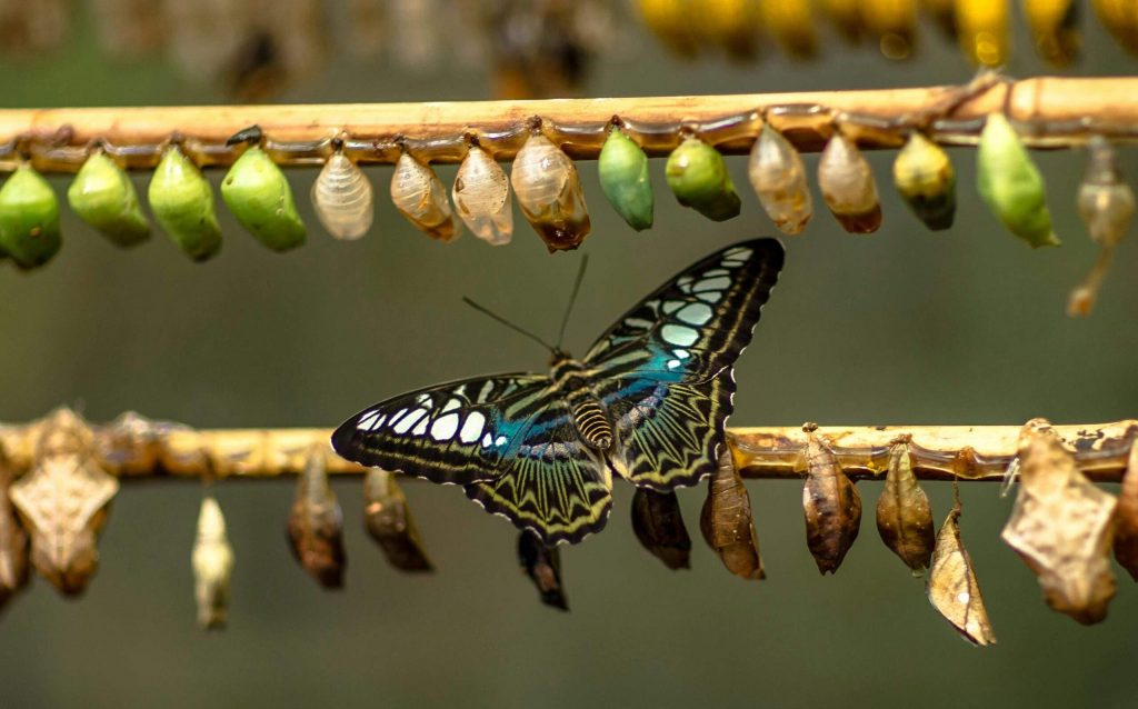 Being Courageous About Change: Mindful Guidance on the Proactive Pivot