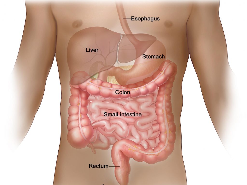 What Is Anal Cancer? – NCI What Is Anal Cancer? – NCI