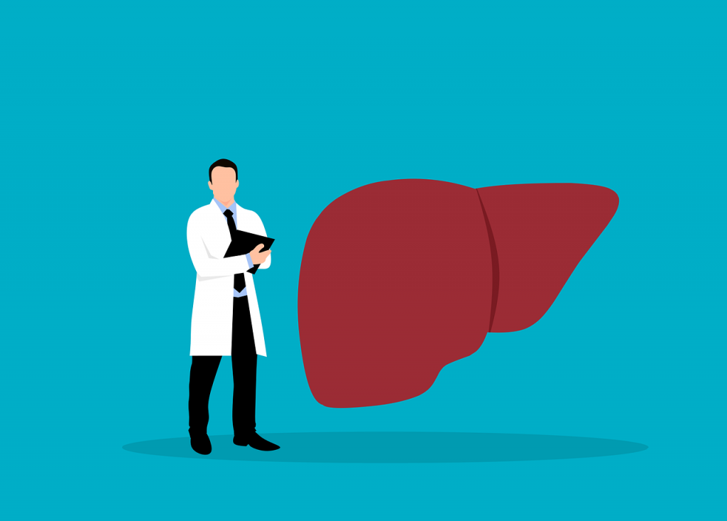 Inside the Liver and Its Constant Role in Detoxification, Metabolism, and Bile and Blood Filtration