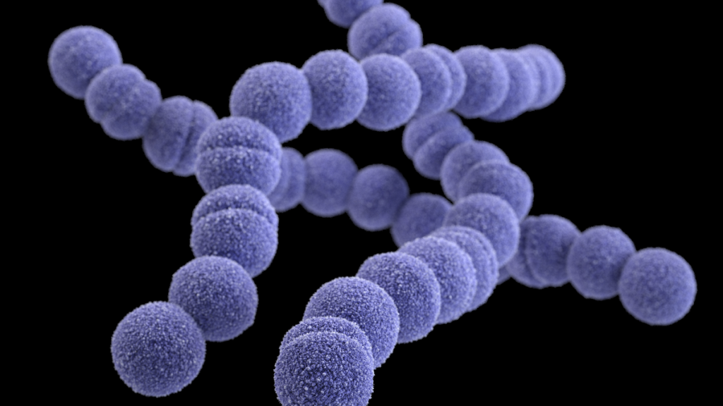 About Group A Strep Infection | Group A Strep