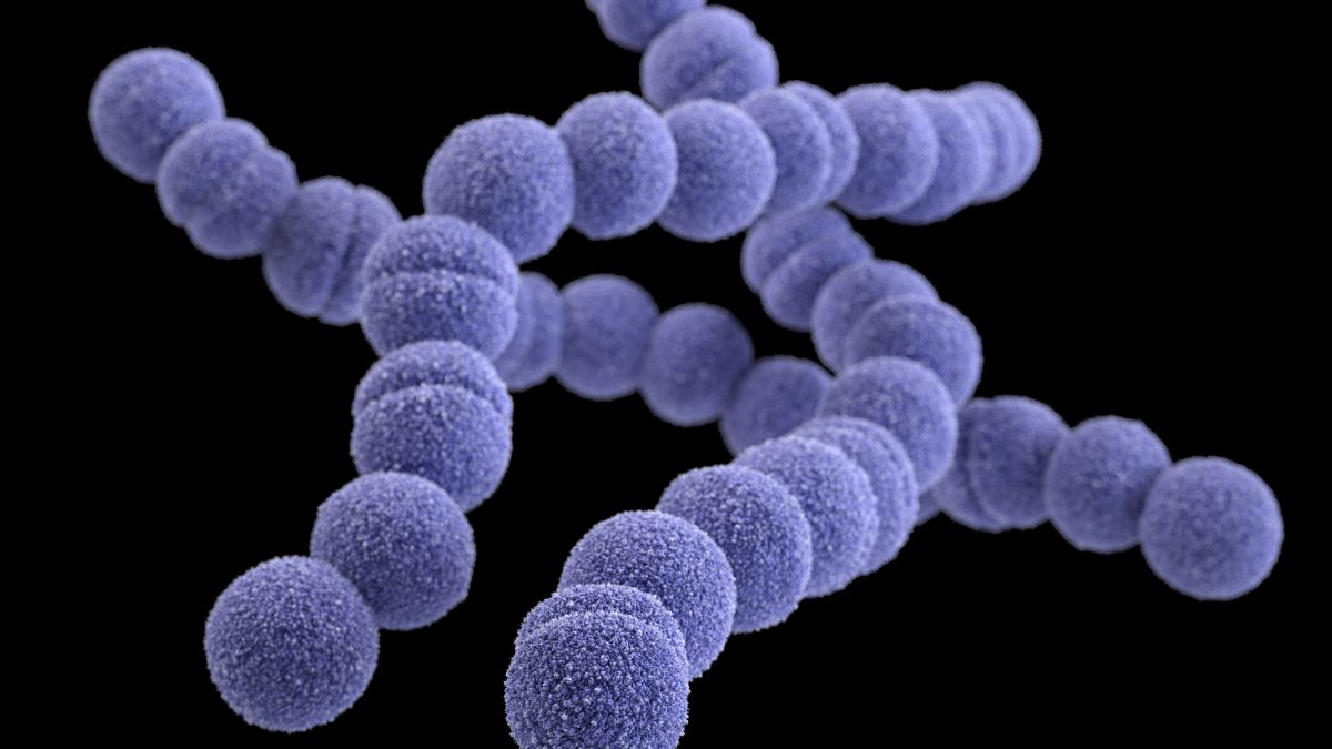 About Group A Strep Infection | Group A Strep