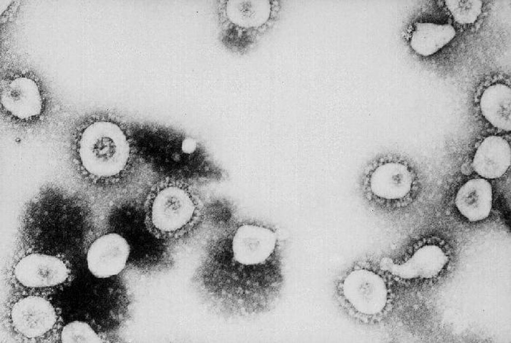 CDC June 2026 Health Outlook: COVID Summer Surge Risk, West Nile Early Season, and Salmonella Moringa Alert