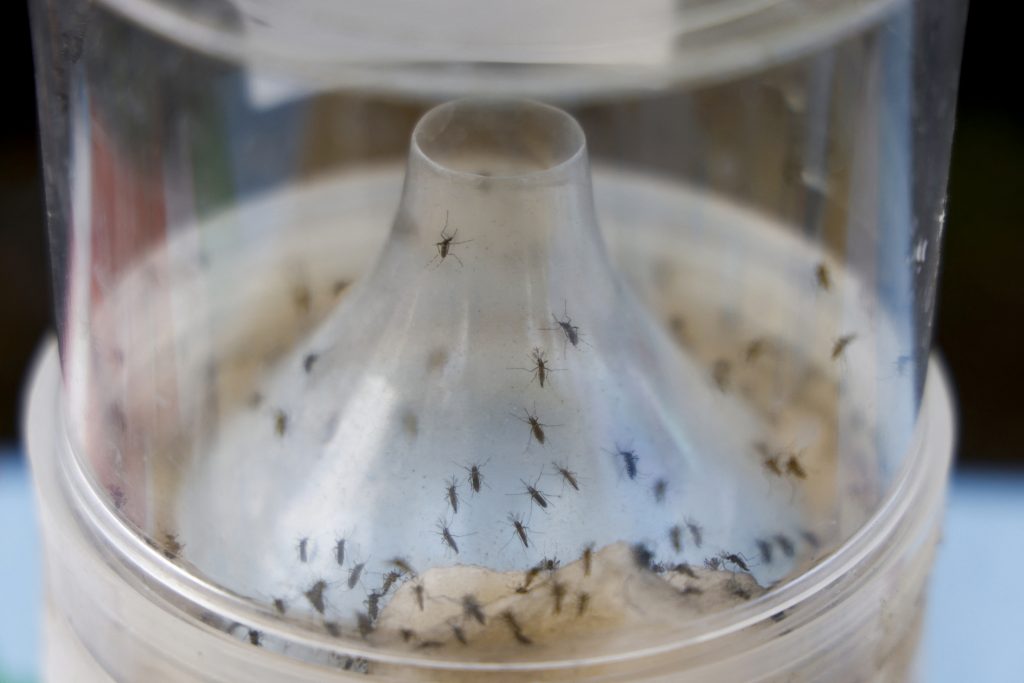 Chikungunya Outbreaks Are Now Active in Three Different Countries and Territories Simultaneously — and Summer Travelers Are at Risk from the Caribbean to the Indian Ocean