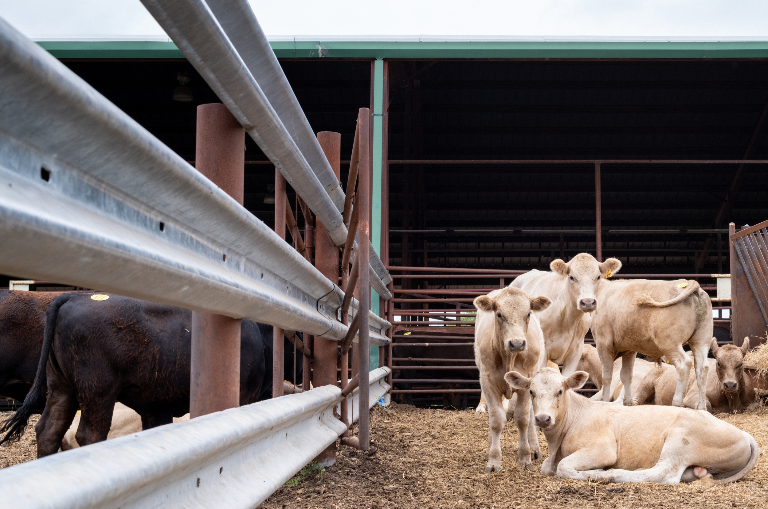 New World Screwworm Has Reached 16 U.S. Animals as Experts Say This Is Not an Isolated Incident New World Screwworm Has Reached 16 U.S. Animals as Experts Say This Is Not an Isolated Incident