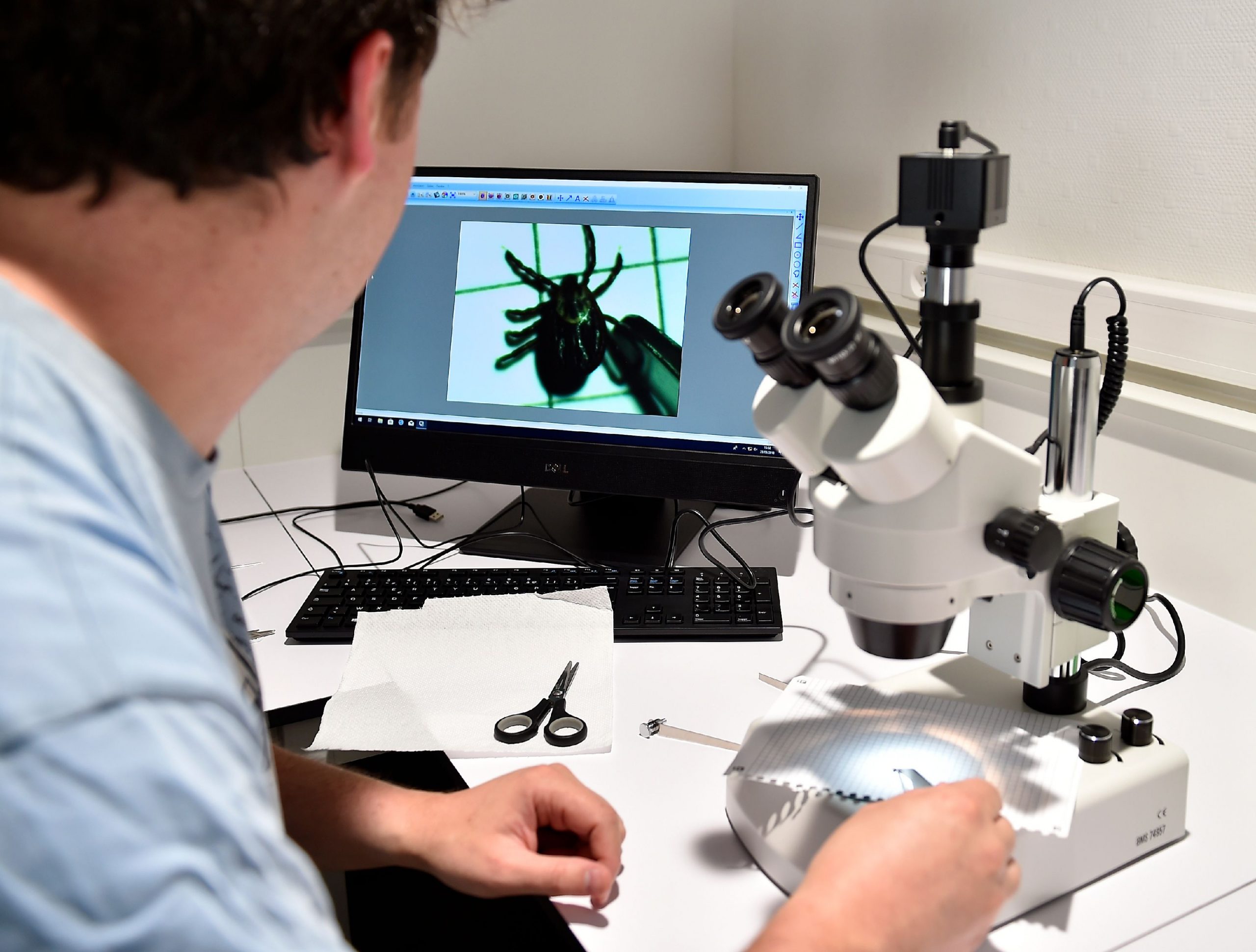 Asheville Area Ticks Carry Lyme Bacteria at Northeast Levels, While Local Doctors Were Trained to Call It Rare