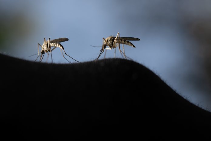 Suffolk County Confirms Its First West Nile Case in a Brookhaven Resident Who Was Never Hospitalized