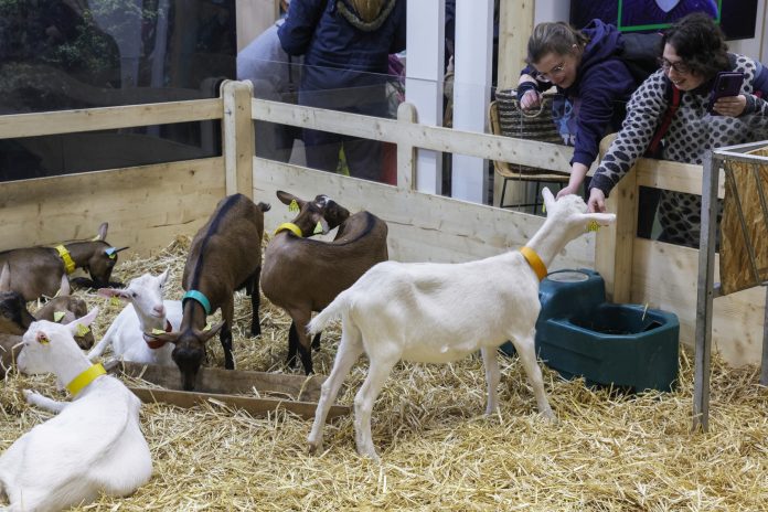 North Carolina Urges Rabies Treatment for 213 People Exposed to Infected Goats at a Mobile Petting Zoo